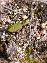 Green tiger beetle - A